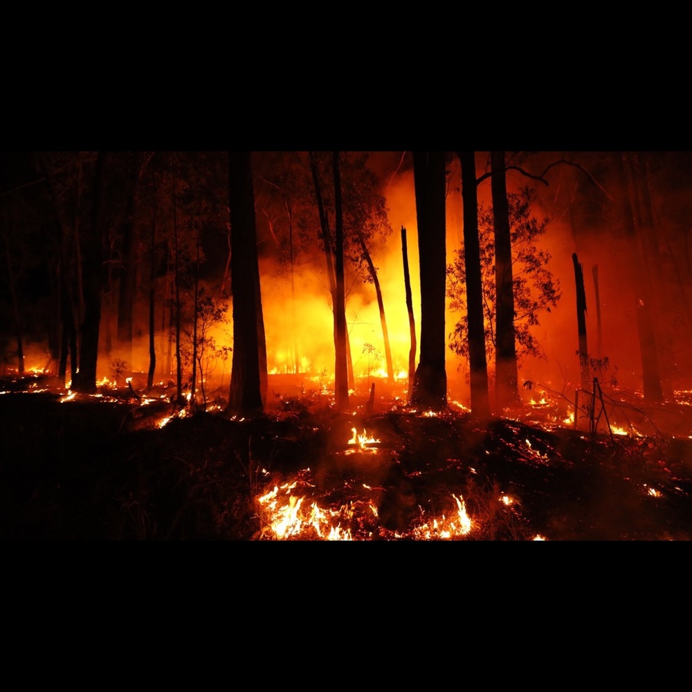 Australia wildfire relief